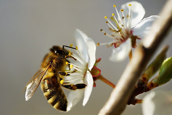 Bees and flowers at the Seton community in Calgary, Alberta