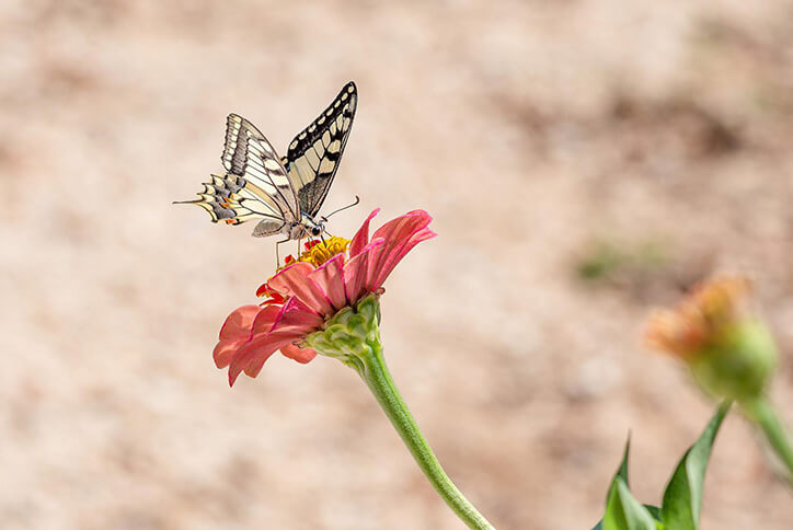 Butterfly on flower in Seton community in Calgary, Alberta